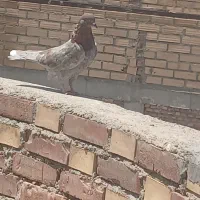 کبوتر نر پرشی پرش ۶ساعته سالم سر حال