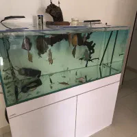 گله دیسکس بالغ