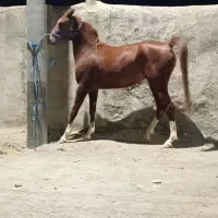 اسب|اسب و تجهیزات اسب‌سواری|کمیجان, |دیوار
