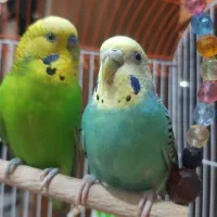 مرغ عشق هلندی