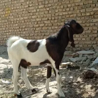 بز غاله اصل جنس اسرائیلی