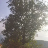 درخت گردو