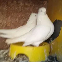 جفت اراکی درجه یک