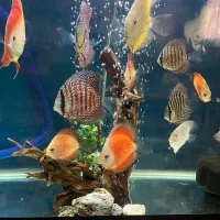 ماهی دیسکس کرید AAA+