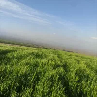 جوترش بذری درجه یک