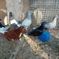 کبوتر