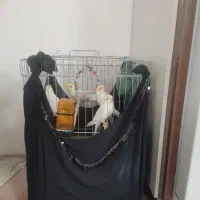 فروش عروس هلندی