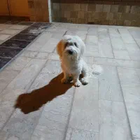 واگزاری شیتزو پامر