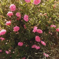 گل محمدی