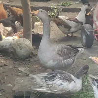 غازنر وماده