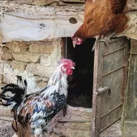 خروس گلین جوان با دو مرغ جهادی تخم گذار