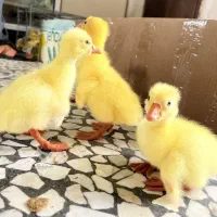 جوجه قوغاز اکراینی و لیندا 13روزه