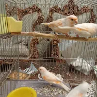 ماده آماده