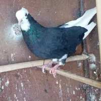 کفتر پلنگ