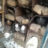 همافروشی تکی وکلی