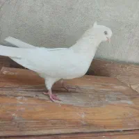 تعدادی کبوتر