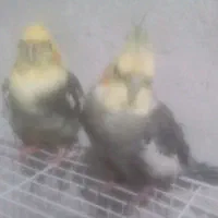 یک جفت عروس هلندی