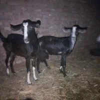 ۴ گوسفند