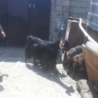 بز و گوسفند ماده