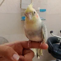 جفت عروس هلندی و یک عدد مینا.  معاوضه هم میکنم