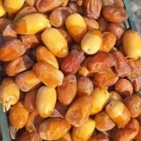 رطب کبکاب