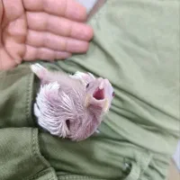 جوجه سرلاکی عروس