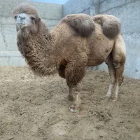 شتر|حیوانات مزرعه|زاهدان, |دیوار