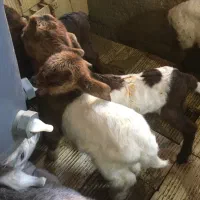 بزغاله شیر خوار