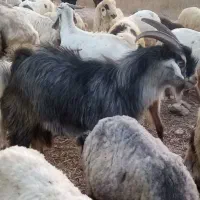چبش|حیوانات مزرعه|خفر, |دیوار