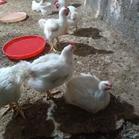 مرغ گوشتی ارگانیک بدون خوردن دارو.   نگین شهر