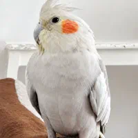 عروس هلندی نر و ماده