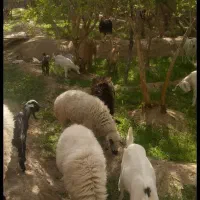 فروش بز و کره .میش وبره.در مهریز