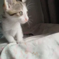 گربه باهوش