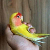 دوعدد کوتوله صورت هلویی 9ماهه سالم وبازیگوش