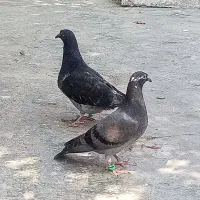 جوجه آلمانی