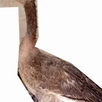 یک غاز محلی  به فروش می رسد