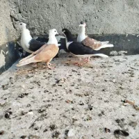 جوجه ساده و کربلایی مفت