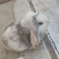خرگوش لپ