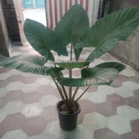 گل بابا. آدم تنه قرمز