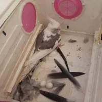 عروس پاریس شرط تخم و جوجه