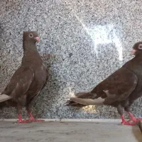 **زرد تریاکی و پاپر پرشی**