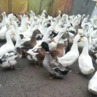 اردک تخمگذار وغاز محلی