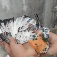 کفتر پرشی