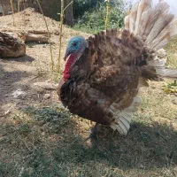 فروش جوجه بوقلمون دو ماه نیم