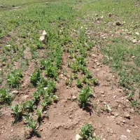 نیازمند کارگر اتباع