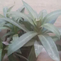 قلمه گل