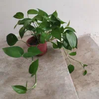 گل پتوس و گل دیفن باخیا(ارسال به نقاط کازرون)