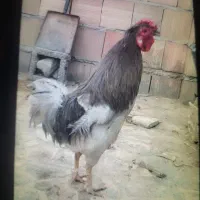 عروسک خروس