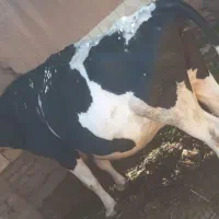 گاو هلشتاین