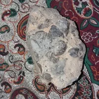 فسیل|کلکسیون اشیاء عتیقه|سمنان, |دیوار